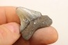 CARCHARODON MEGALODON - Miocène - Touraine, FRANCE