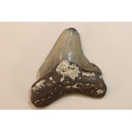 CARCHARODON MEGALODON - Miocene - Faluns de Touraine, FRANCE