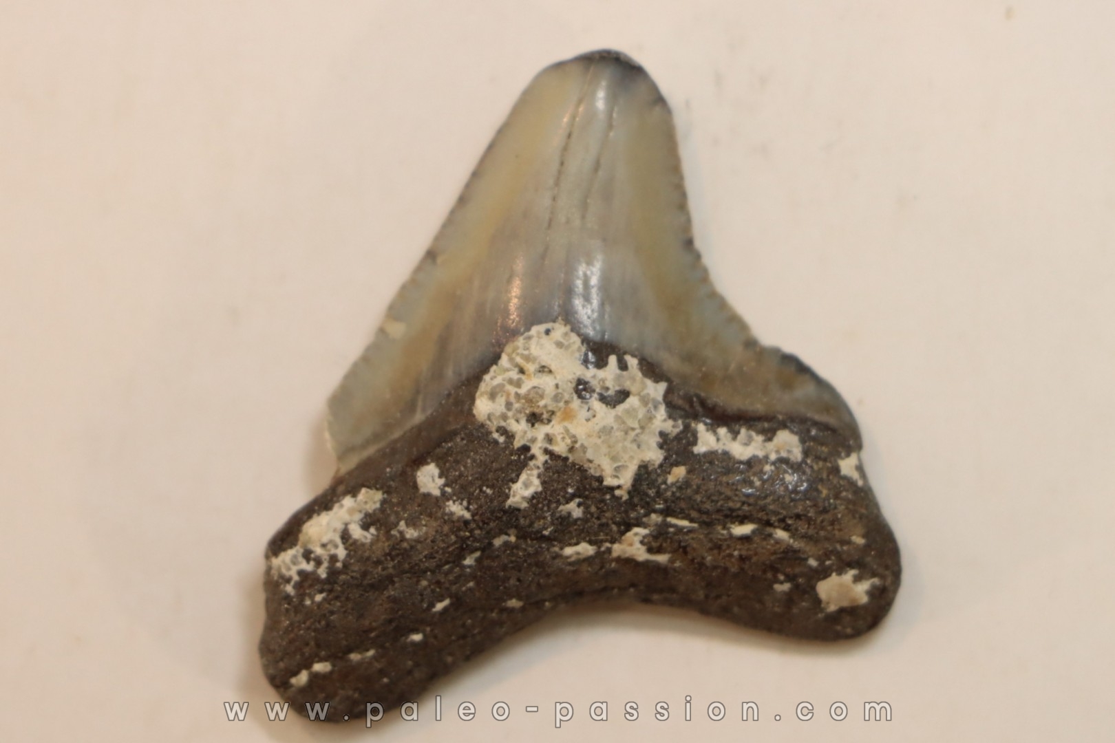 CARCHARODON MEGALODON - Miocène - Touraine, FRANCE