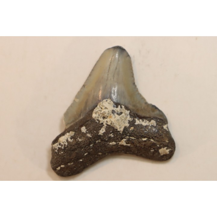 CARCHARODON MEGALODON - Miocene - Faluns de Touraine, FRANCE