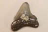 CARCHARODON MEGALODON - Miocène - Touraine, FRANCE