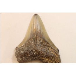 CARCHARODON MEGALODON - Miocene - Faluns de Touraine, FRANCE