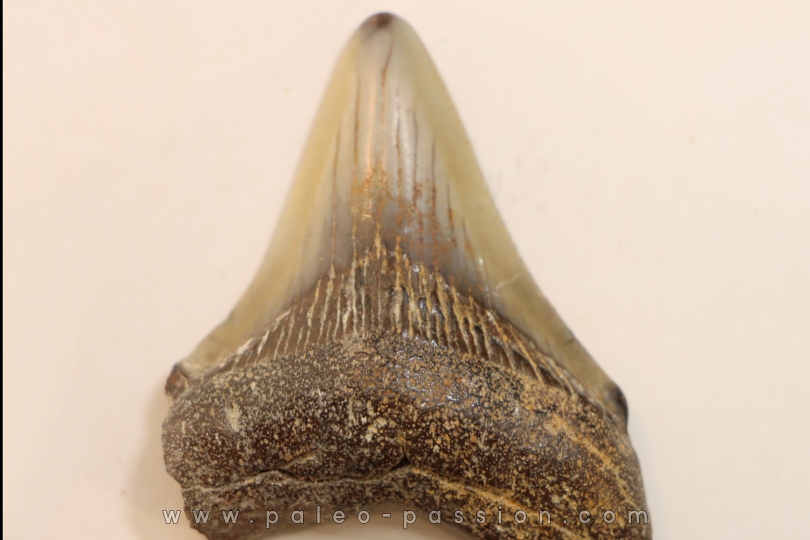 CARCHARODON MEGALODON - Miocène - Touraine, FRANCE