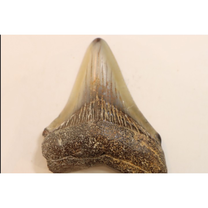 CARCHARODON MEGALODON - Miocene - Faluns de Touraine, FRANCE