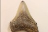CARCHARODON MEGALODON - Miocene - Faluns de Touraine, FRANCE