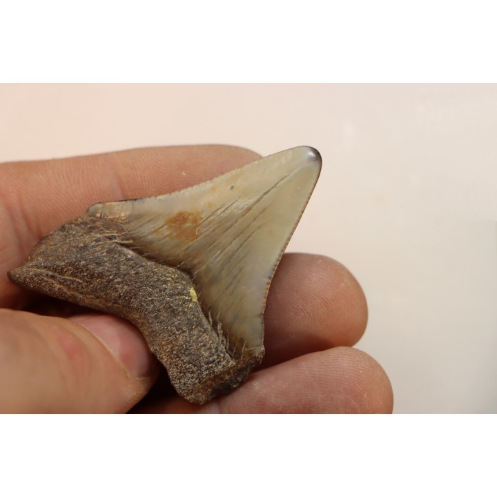 CARCHARODON MEGALODON - Miocene - Faluns de Touraine, FRANCE