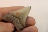 CARCHARODON MEGALODON - Miocene - Faluns de Touraine, FRANCE