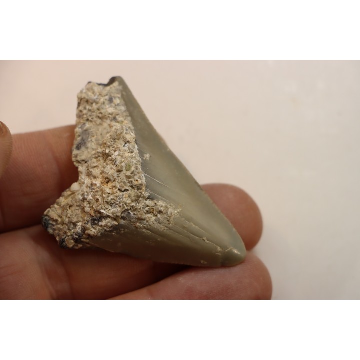 CARCHARODON MEGALODON - Miocène - Touraine, FRANCE