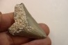 CARCHARODON MEGALODON - Miocene - Faluns de Touraine, FRANCE