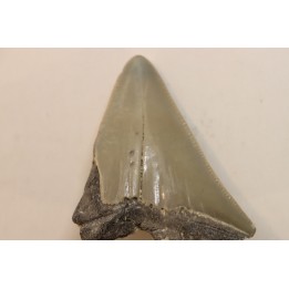 CARCHARODON MEGALODON - Miocene - Faluns de Touraine, FRANCE