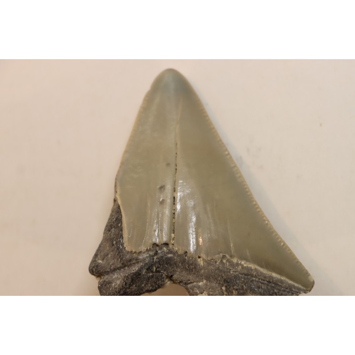 CARCHARODON MEGALODON - Miocène - Touraine, FRANCE