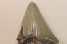 CARCHARODON MEGALODON - Miocène - Touraine, FRANCE