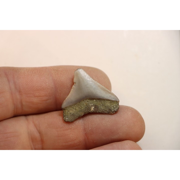 CARCHARODON MEGALODON - Miocène - Touraine, FRANCE