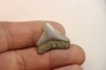 CARCHARODON MEGALODON - Miocène - Touraine, FRANCE
