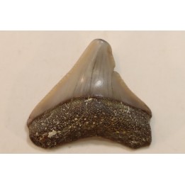 CARCHARODON MEGALODON - Miocene - Faluns de Touraine, FRANCE