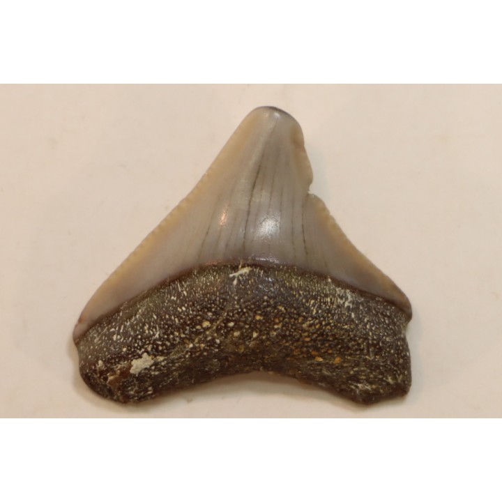 CARCHARODON MEGALODON - Miocene - Faluns de Touraine, FRANCE