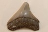 CARCHARODON MEGALODON - Miocène - Touraine, FRANCE