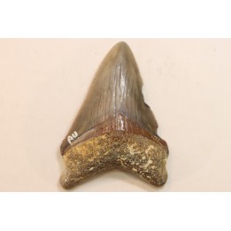 CARCHARODON MEGALODON - Miocene - Faluns de Touraine, FRANCE