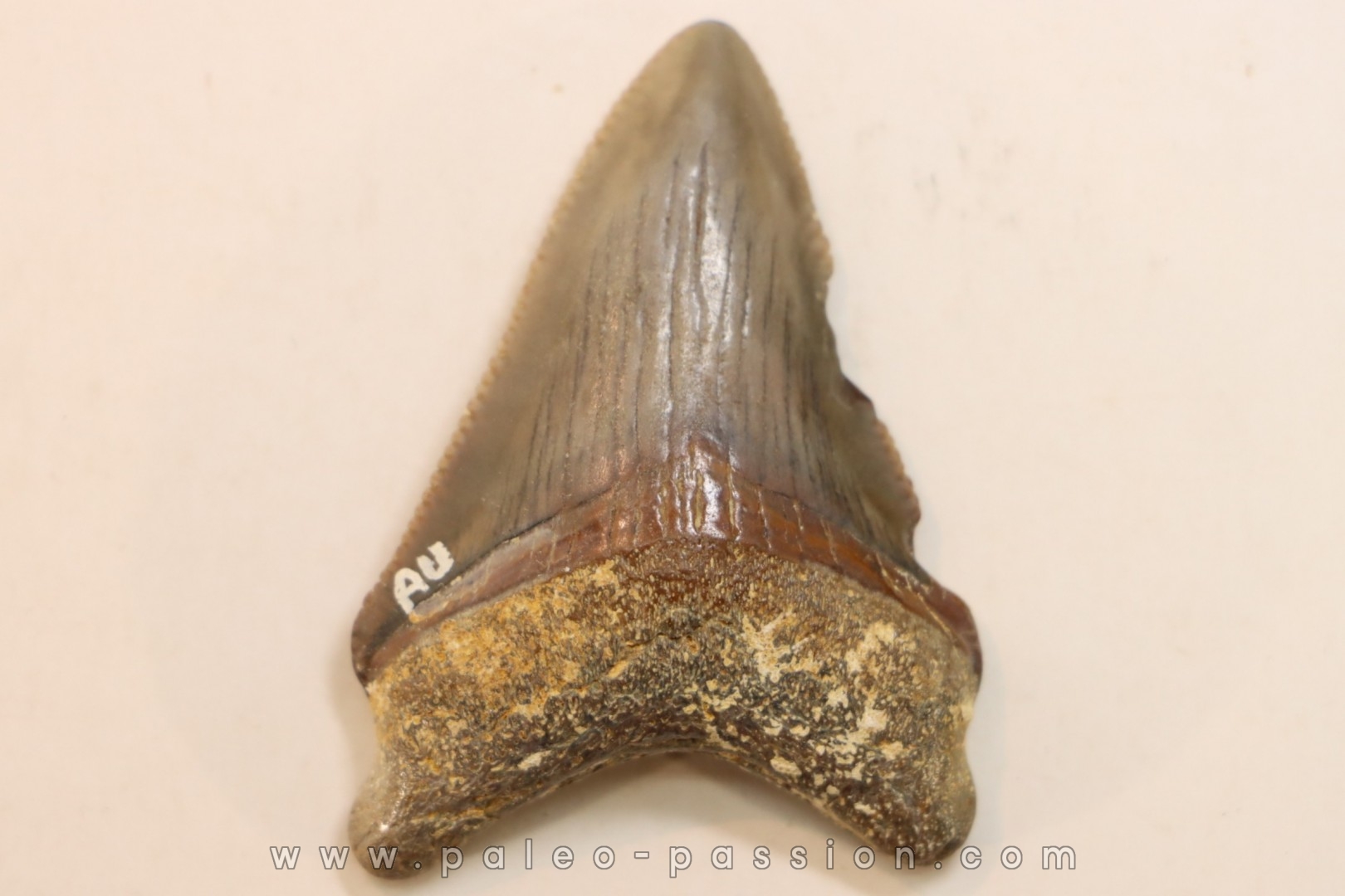 CARCHARODON MEGALODON - Miocene - Faluns de Touraine, FRANCE