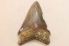 CARCHARODON MEGALODON - Miocène - Touraine, FRANCE