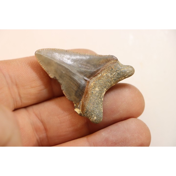 CARCHARODON MEGALODON - Miocène - Touraine, FRANCE