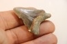 CARCHARODON MEGALODON - Miocène - Touraine, FRANCE