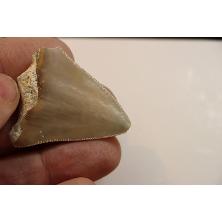 CARCHARODON MEGALODON - Miocène - Touraine, FRANCE