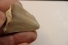 CARCHARODON MEGALODON - Miocene - Faluns de Touraine, FRANCE