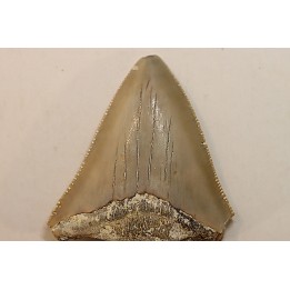 CARCHARODON MEGALODON - Miocène - Touraine, FRANCE