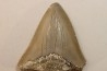 CARCHARODON MEGALODON - Miocène - Touraine, FRANCE