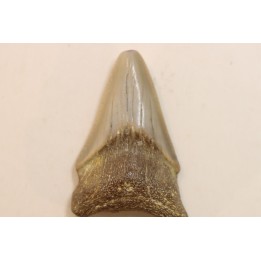 CARCHARODON MEGALODON - Miocene - Faluns de Touraine, FRANCE