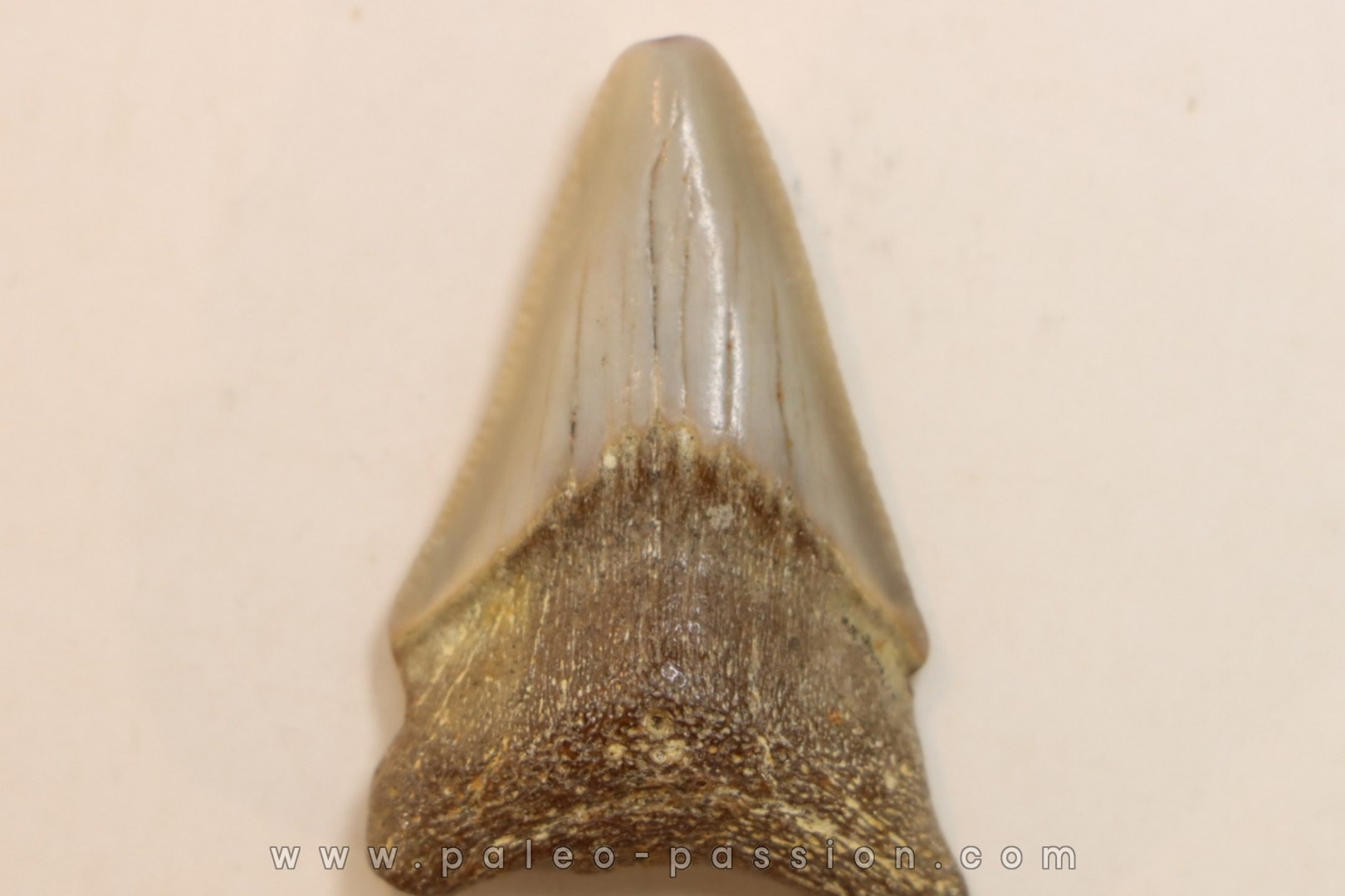 CARCHARODON MEGALODON - Miocene - Faluns de Touraine, FRANCE