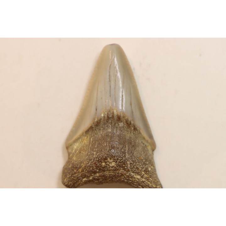 CARCHARODON MEGALODON - Miocène - Touraine, FRANCE