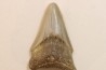 CARCHARODON MEGALODON - Miocene - Faluns de Touraine, FRANCE