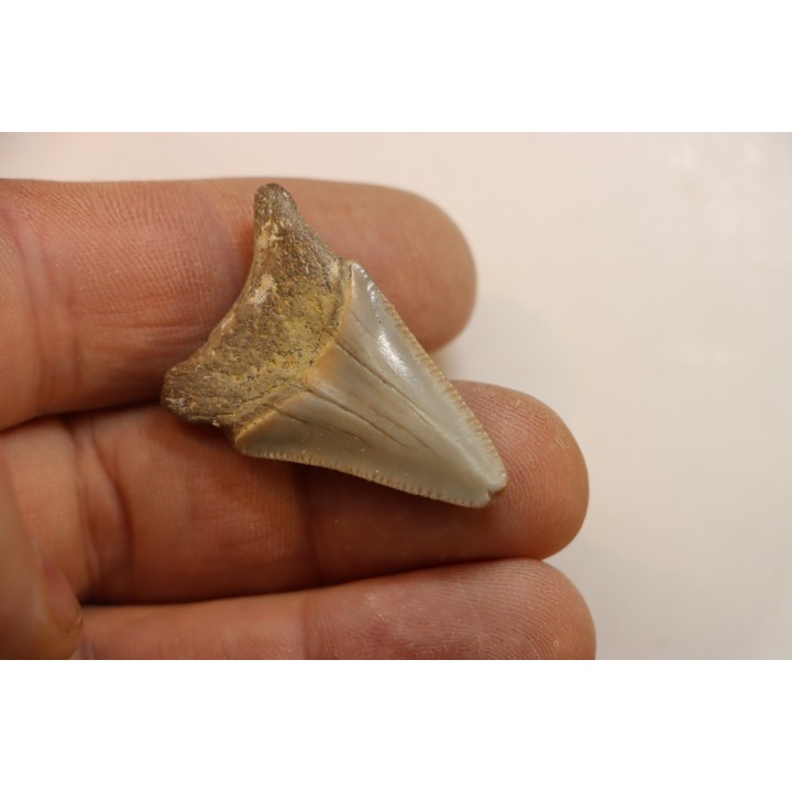 CARCHARODON MEGALODON - Miocene - Faluns de Touraine, FRANCE