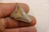CARCHARODON MEGALODON - Miocène - Touraine, FRANCE