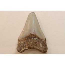 CARCHARODON MEGALODON - Miocene - Faluns de Touraine, FRANCE