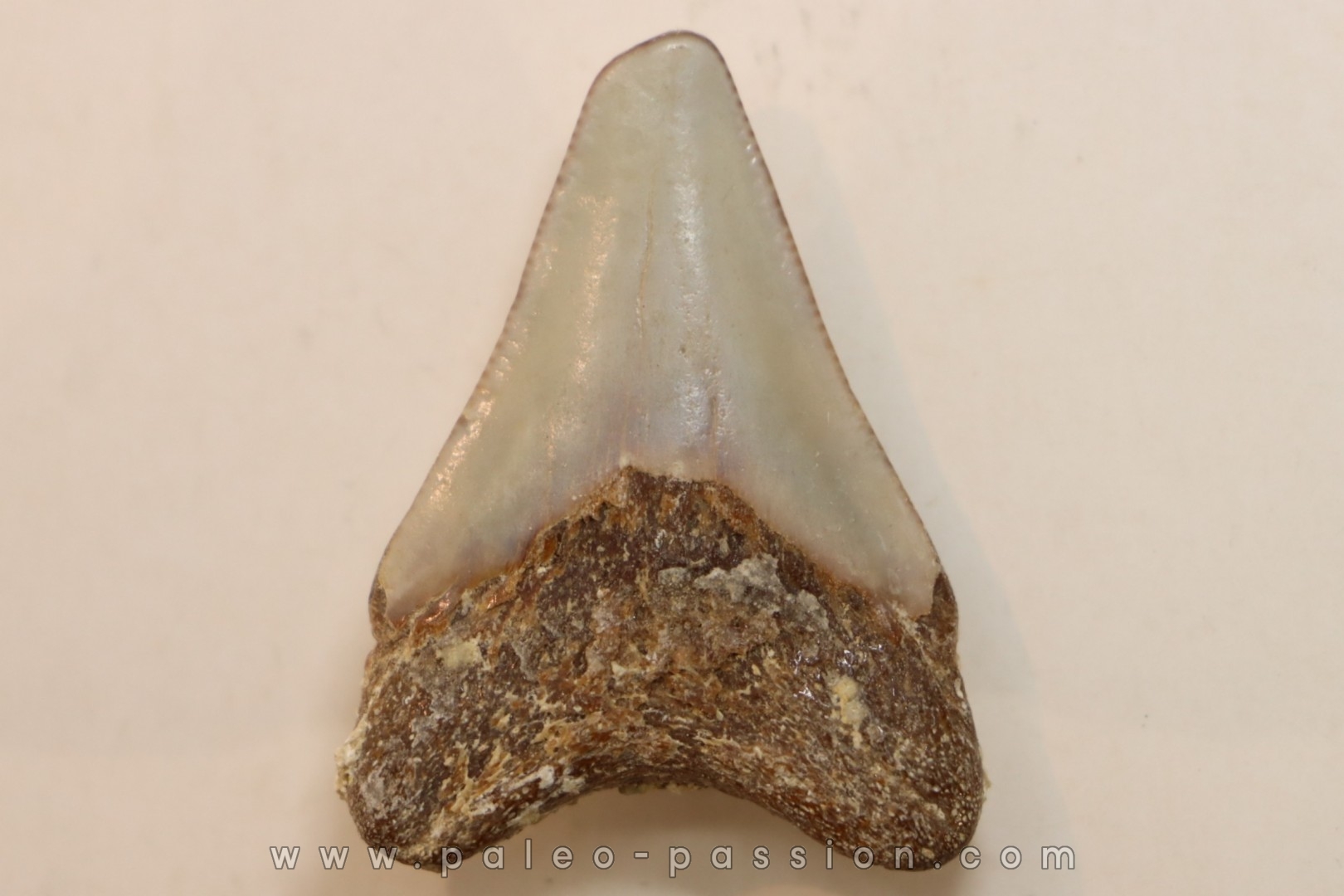 CARCHARODON MEGALODON - Miocene - Faluns de Touraine, FRANCE