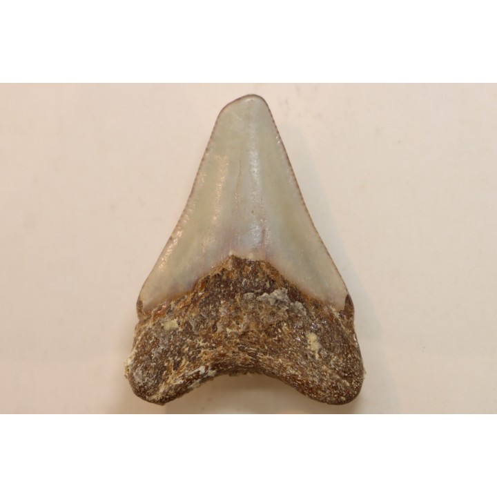 CARCHARODON MEGALODON - Miocène - Touraine, FRANCE