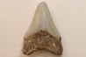 CARCHARODON MEGALODON - Miocene - Faluns de Touraine, FRANCE