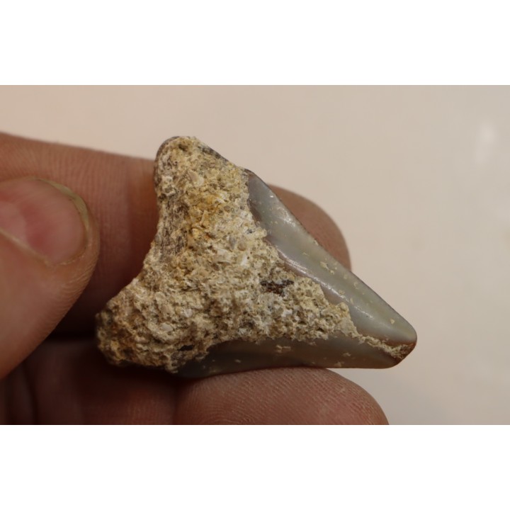CARCHARODON MEGALODON - Miocene - Faluns de Touraine, FRANCE