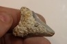 CARCHARODON MEGALODON - Miocene - Faluns de Touraine, FRANCE