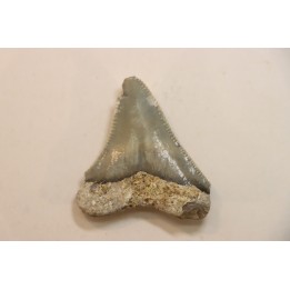 CARCHARODON MEGALODON - Miocene - Faluns de Touraine, FRANCE