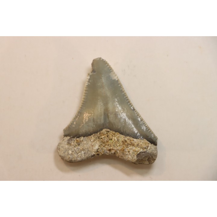 CARCHARODON MEGALODON - Miocène - Touraine, FRANCE