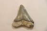 CARCHARODON MEGALODON - Miocene - Faluns de Touraine, FRANCE