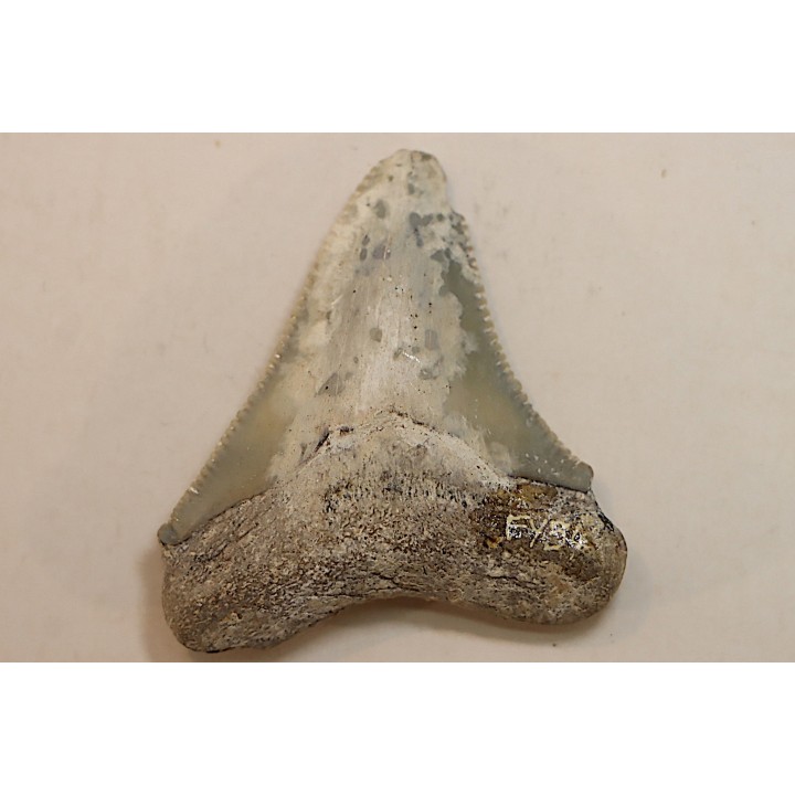 CARCHARODON MEGALODON - Miocène - Touraine, FRANCE