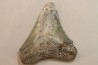 CARCHARODON MEGALODON - Miocène - Touraine, FRANCE