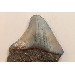 CARCHARODON MEGALODON - Miocène - Touraine, FRANCE