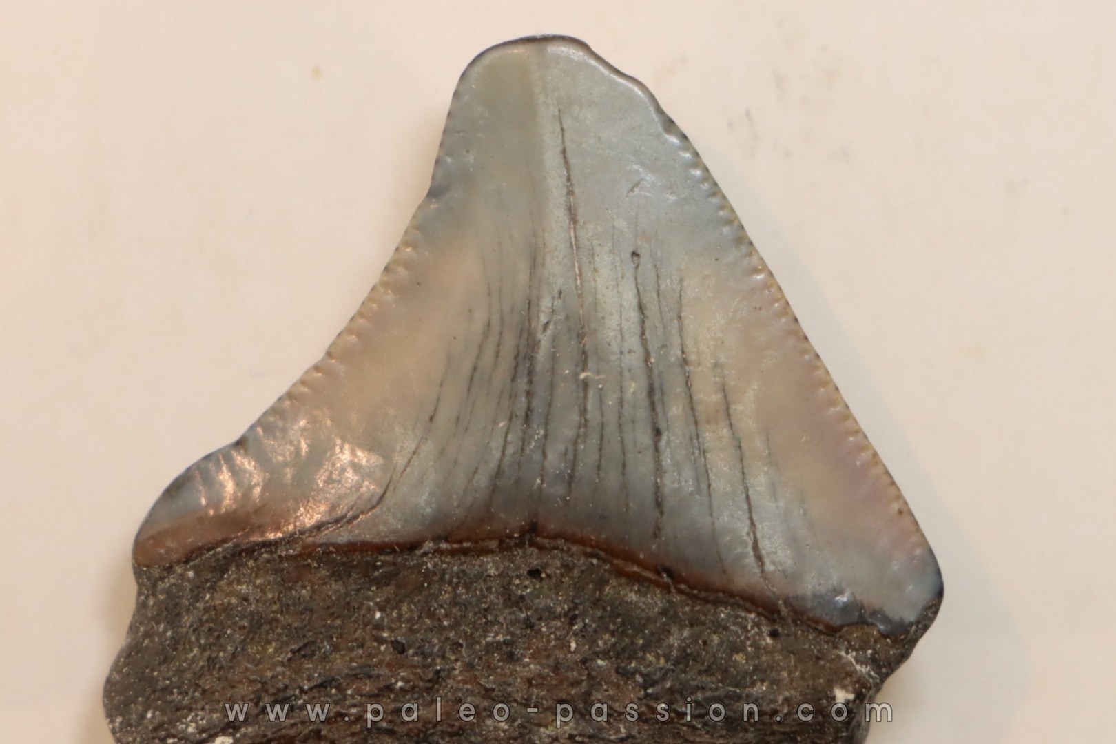 CARCHARODON MEGALODON - Miocene - Faluns de Touraine, FRANCE