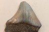 CARCHARODON MEGALODON - Miocène - Touraine, FRANCE